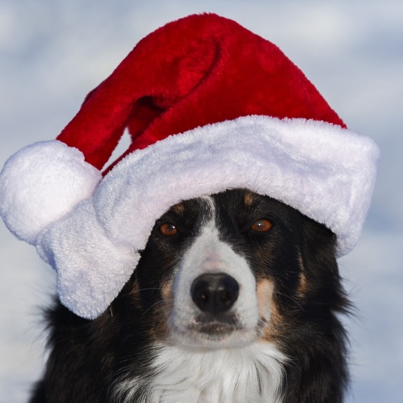 Meet your Posher, Danielle - Picture 1 of 1